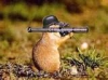 Army chipmonk